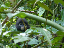 Singe- Prehentian Island - Malaisie